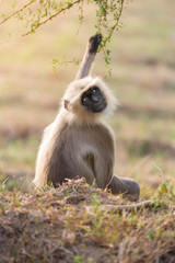 Hanuman Langur near Bera, Rajasthan