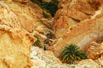 Scenic view of mountain oasis Chebika.