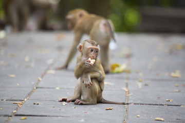 Monkeys of Monkey Hill 4 