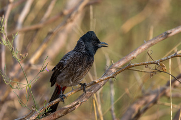 Red-vented bulbul near Bera, Rajasthan