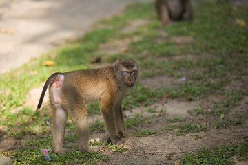 Monkeys of Monkey Hill 4 