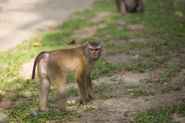 Monkeys of Monkey Hill 4 