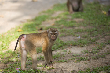 Monkeys of Monkey Hill 4 