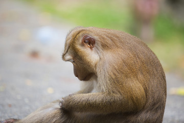 Monkeys of Monkey Hill 4 