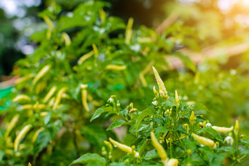 close up chili green garden