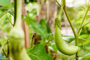 thai eggplant organic