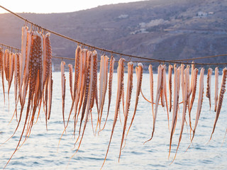 Octopus arms drying at the sun
