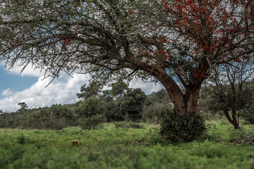 Isolated big tree with autumn leaves in the meadow. Carmel park, Israel