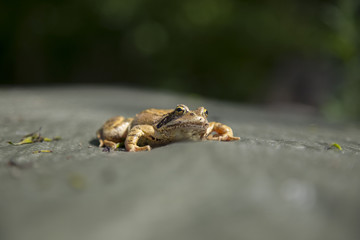 Grenouille