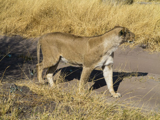 Leona de Namibia