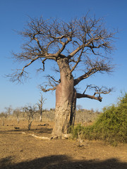 Fototapeta na wymiar Baobab africano