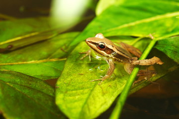 Paddy frog in the pond scene.