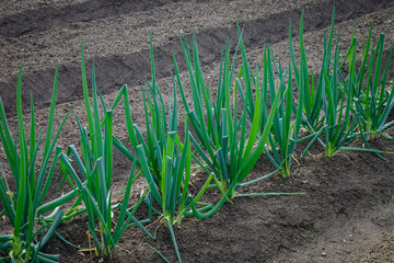 Organic vegetable field