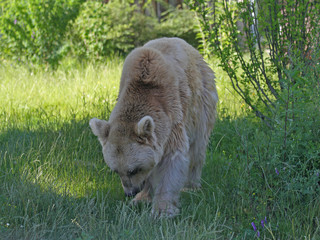 Braunbär