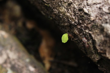 Ant