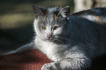 Young female gray cat lying on wooden dog house roof in tree shadow
