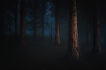 dark forest