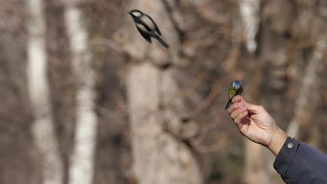 P&aacute;jaros comiendo de la mano en el Retiro (Madrid, Spain)