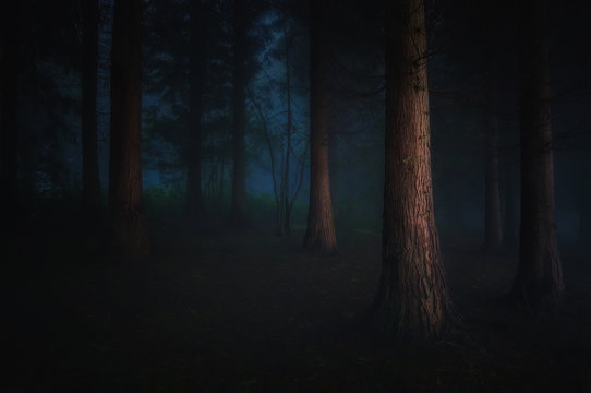 Fototapeta dark forest