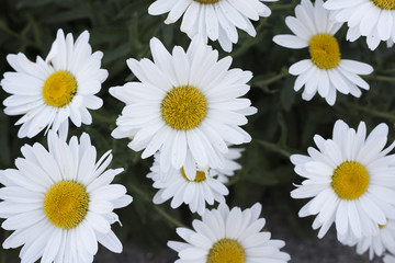 closeup of daisies in a green field of spring grass. Beauty of nature