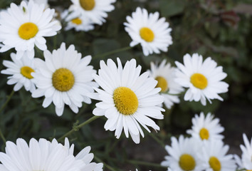 Fototapeta premium closeup of daisies in a green field of spring grass. Beauty of nature