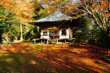 京都金蔵寺の紅葉