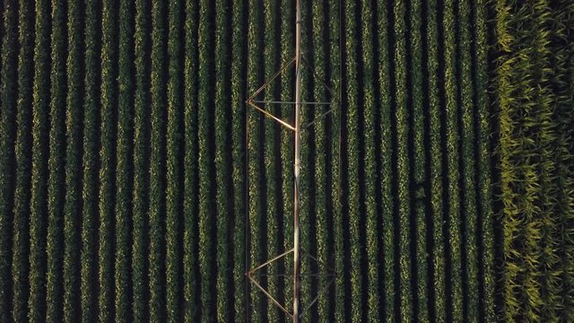 Aerial view of pivot irrigation watering agricultural equipment in cultivated soybean field, drone footage
