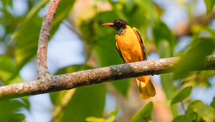 black hooded oriole sat on branch in kerala in india