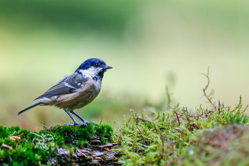blue tit sat on moss in hawes  in uk