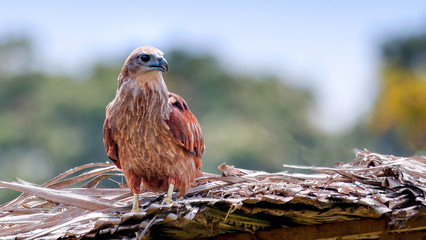brahmin kite sat in tree in kerala india