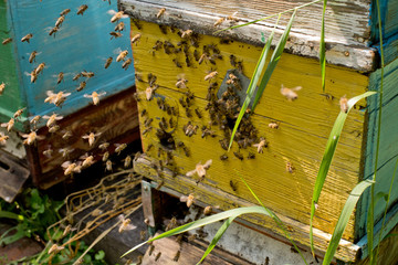 Many honey bees near the tap on a yellow hive