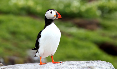 puffin sat on rock at farne islands