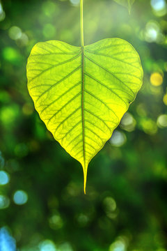 Bodhi leave in sun effect, also known as Pipal leave and Bo leave