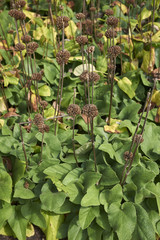 Phlomis