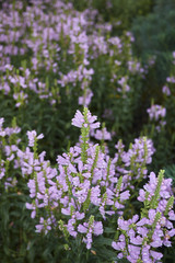 Physostegia virginiana