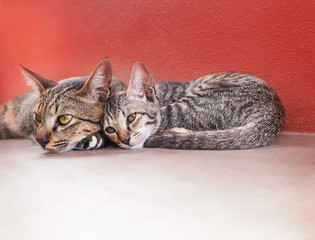 Lovely cat mother and cute kitten