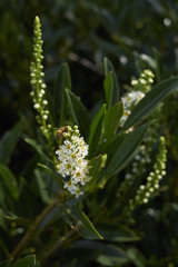 Prunus laurocerasus