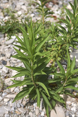 Solidago gigantea