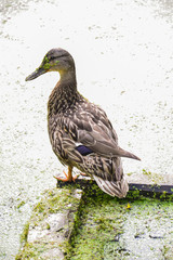 wild ducks close-up on a background of a forest lake overgrown with duckweed