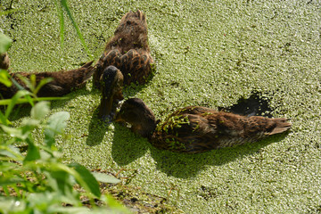 wild ducks feed on a forest lake overgrown with duckweed