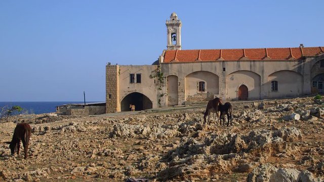Wild Donkeys At Apostolos Andreos Monastery; Tip Of Cyprus; Karpas Peninsula, Northern Cyprus