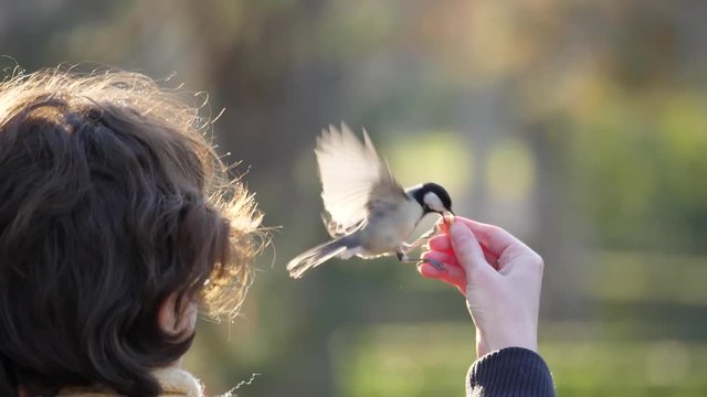 Pajaros comiendo de la mano en El Retiro (Madrid)