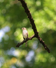 little bird in the nature