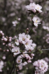 Spring blooms