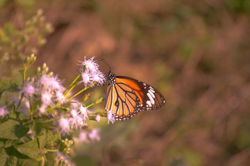 Beautiful butterfly (Common Tiger) on White flowers (Siam weed).