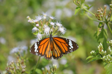 Beautiful butterfly (Common Tiger) on White flowers (Siam weed).