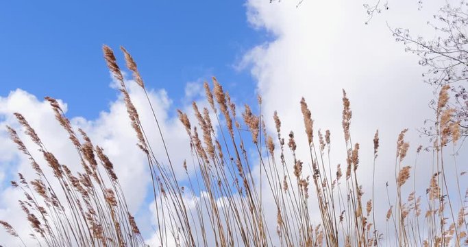 Reed vegetation with nice brown tips moved by wind. On a windy day with blue sky and clouds in The Netherlands.