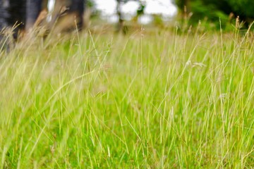 Glass or meadow background