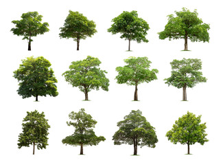 Fototapeta premium Tree isolated on white background high resolution for graphic decoration, suitable for both web and print media