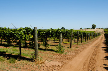 Fototapeta na wymiar Swan Valley Vineyards - Perth - Australia
